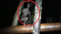 Аномальное видео