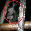 Аномальное видео